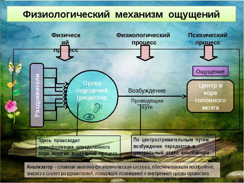 Схема отражения информации в организме