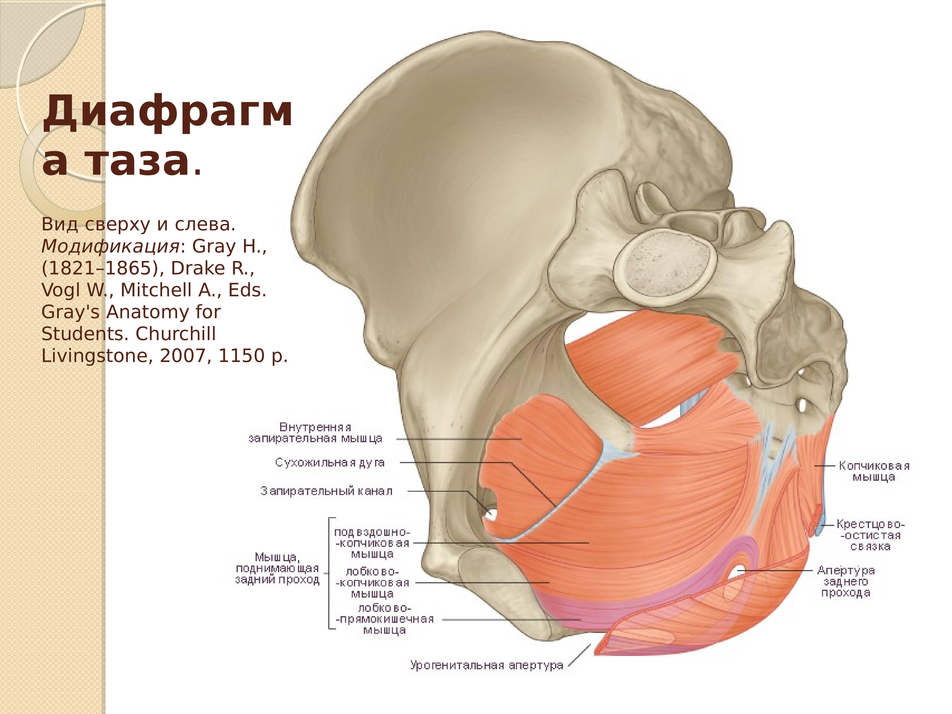 Тазовая диафрагма анатомия