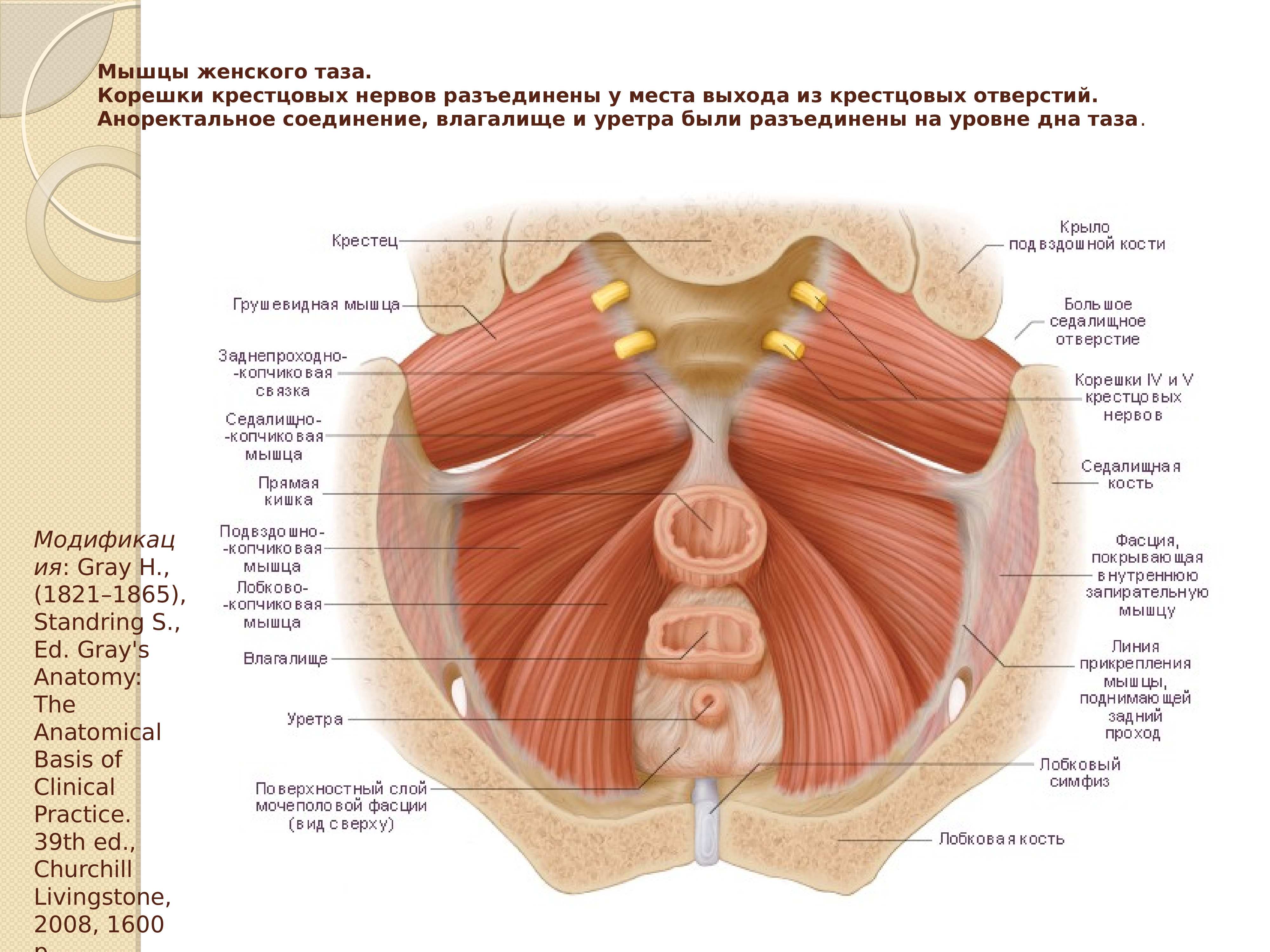 Мышцы тазового дна у женщин анатомия схема