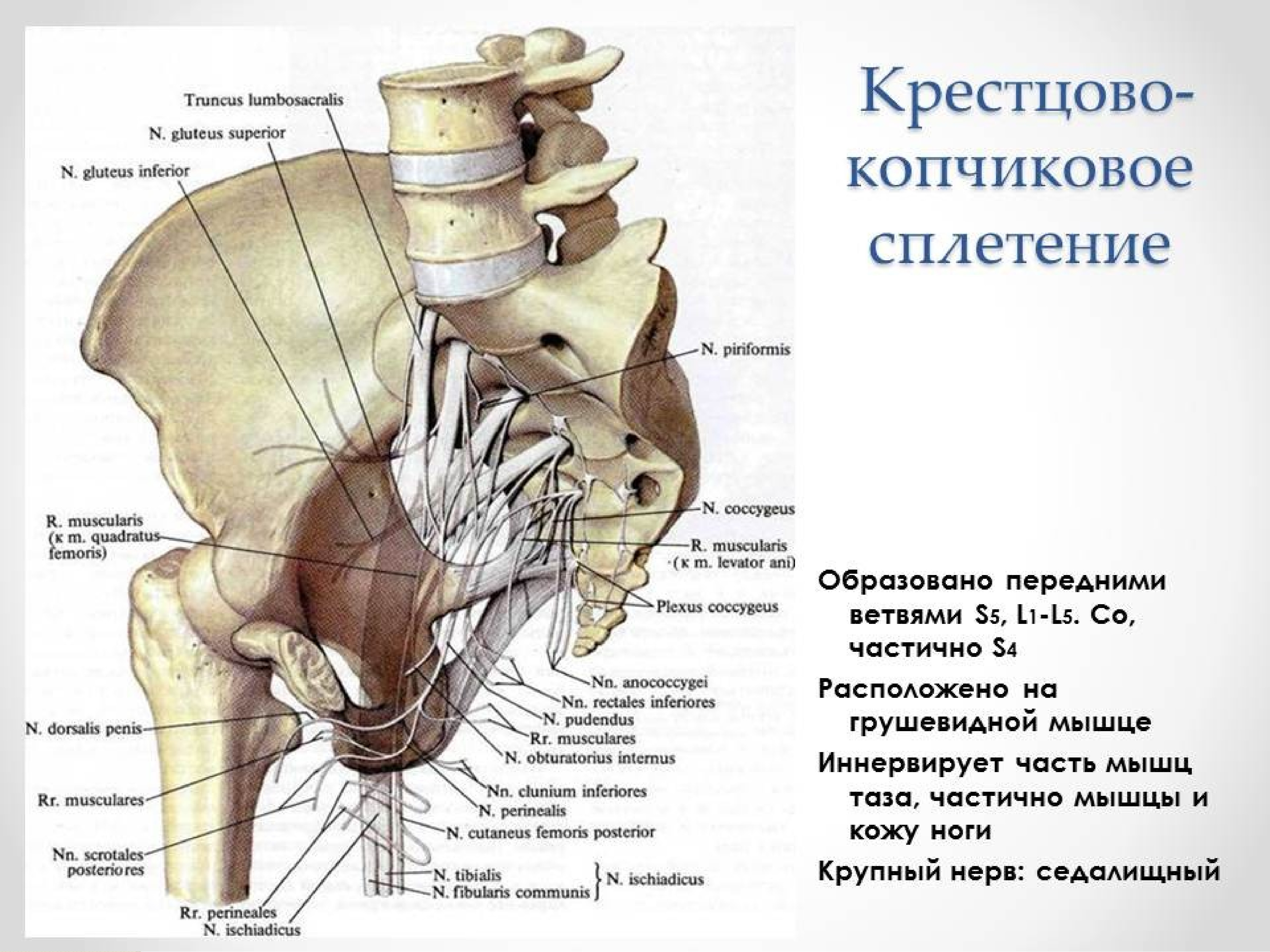 Мышцы крестца и копчика анатомия