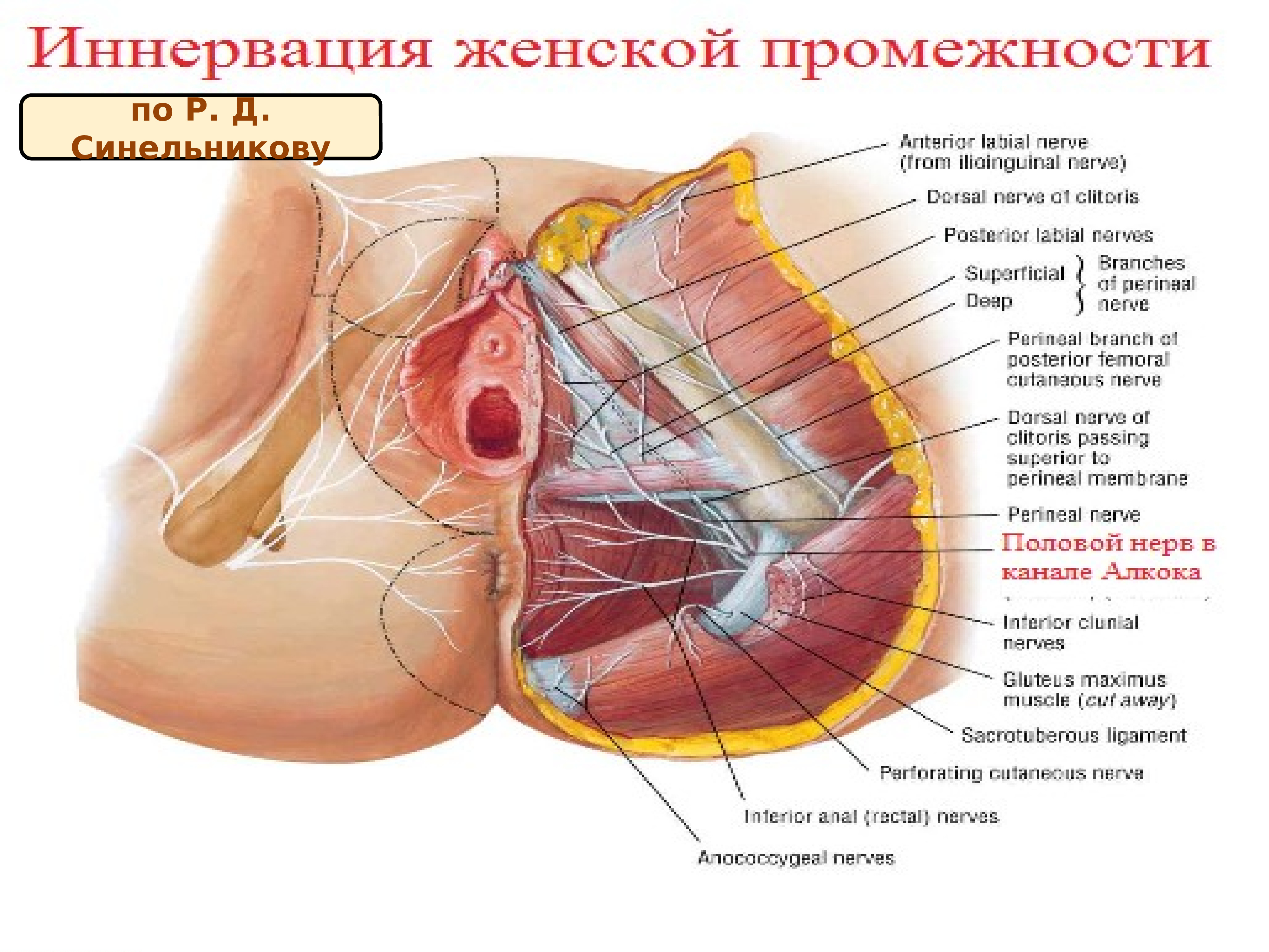 Топографическая анатомия женской промежности
