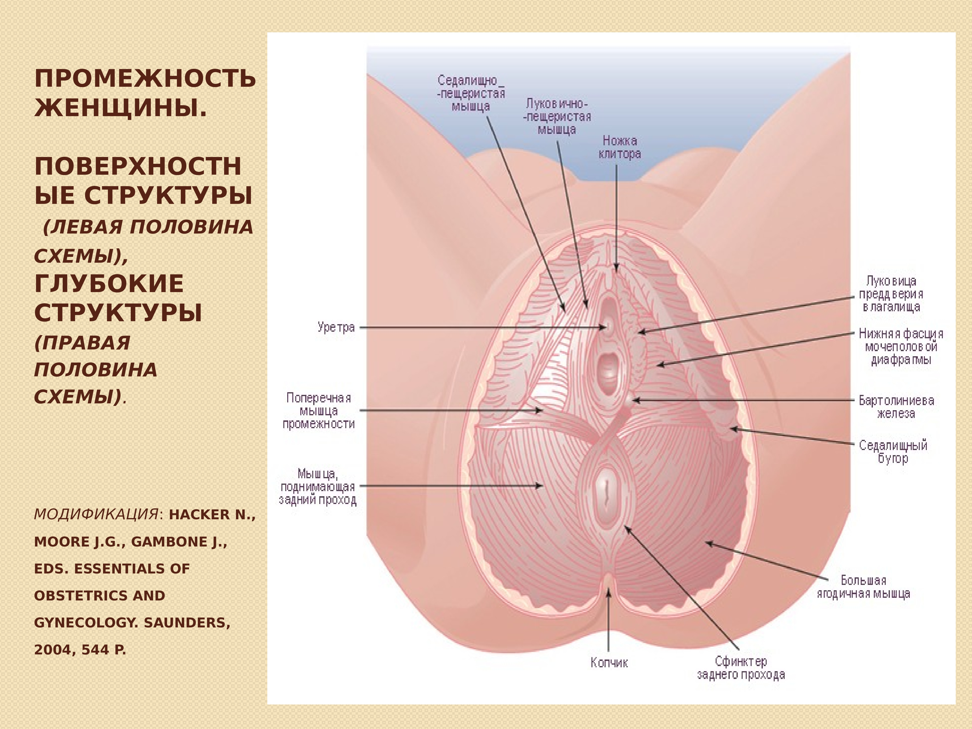 Порно Строение Женских