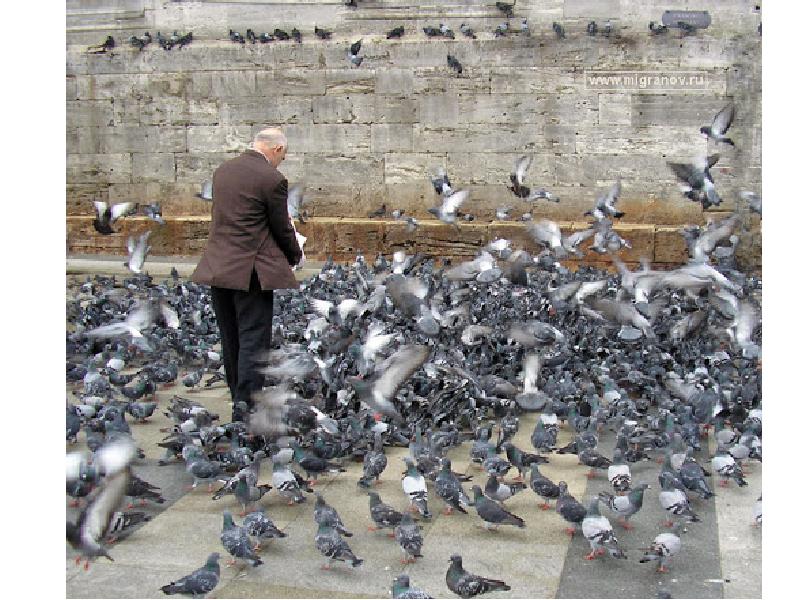 Много голубей. Толпа голубей. Сизый голубь стая. Почему много голубей. Много голубей в городе.