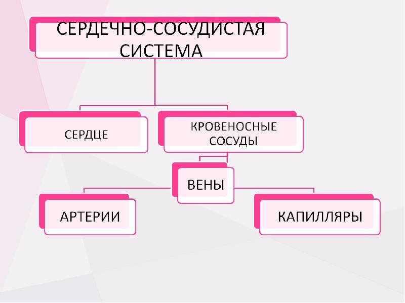 Презентация на тему кровеносная система