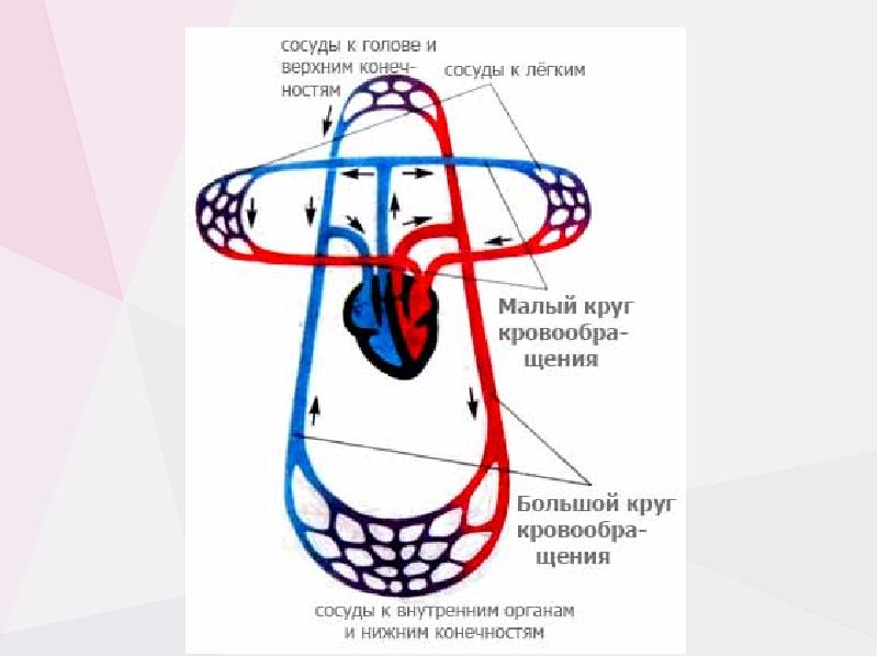 Схема кровеносной системы крысы