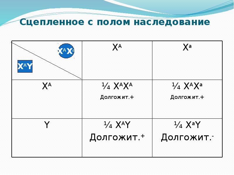 Задачи по генетике презентация