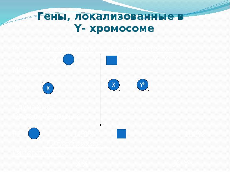 Решение задач по генетике с объяснением и ответами на все типы презентация