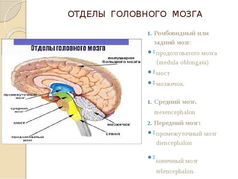 Спинной мозг и головной мозг презентация