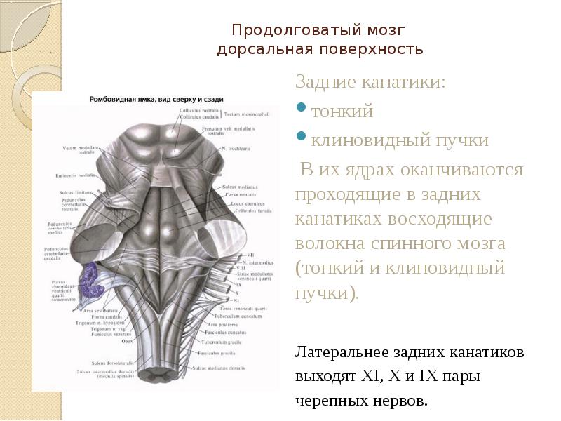 Ромбовидная ямка анатомия схема