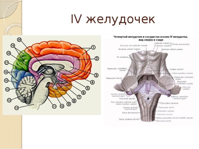 Желудочек расположен. 4 Желудочек мозга анатомия. Четвёртый желудочек головного мозга анатомия. 4 Желудочек головного мозга анатомия строение. Четвертый желудочек мозга строение.