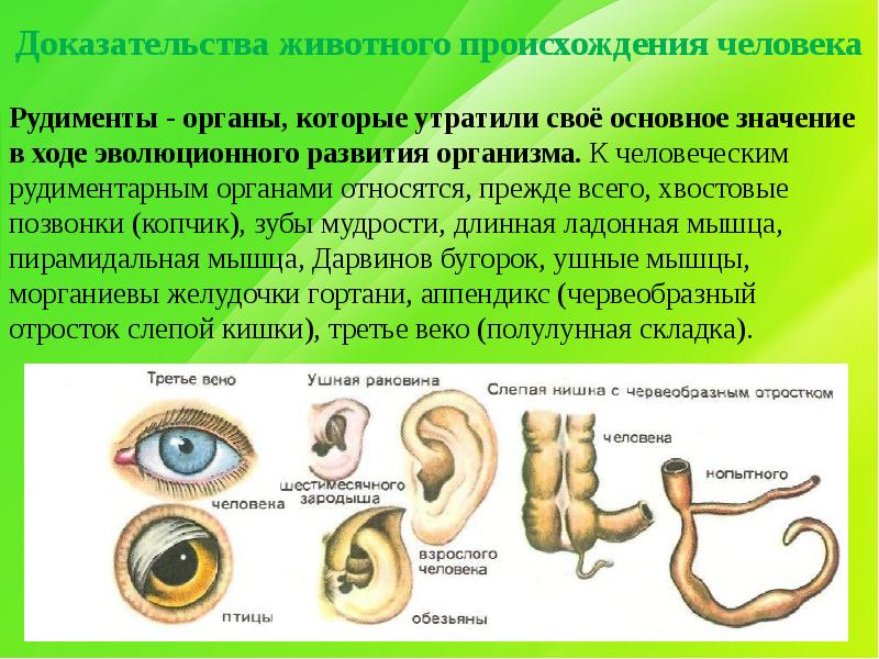 Особенность атавизмов отличающая их от рудиментов. Рудиментарными органами человека являются:. Рудиментарные органы животных.