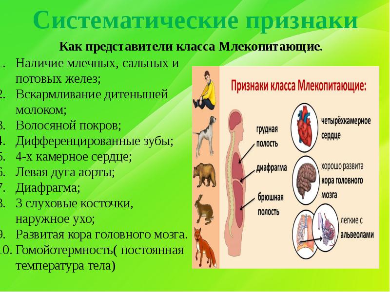 Царство растений отделы классы схема. Систематика растений. Систематическим признаком класса. Систематическим признаком класса. Представитель рисунок.