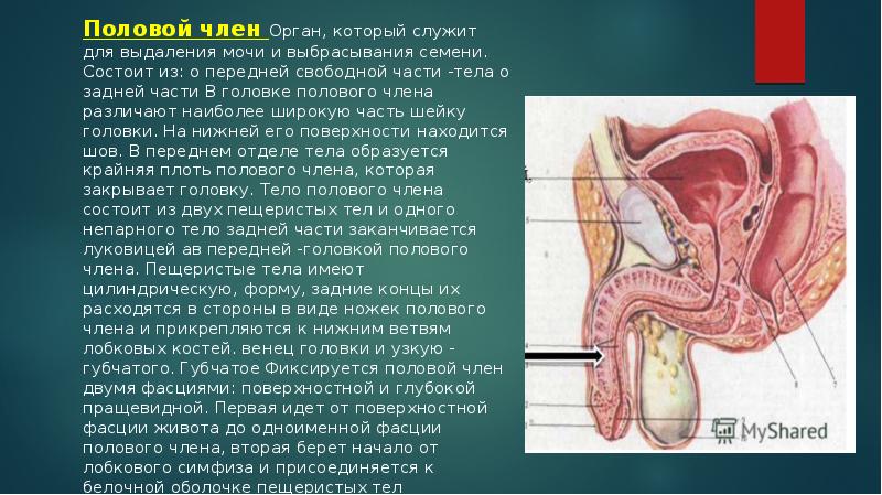 Мужские половые органы презентация