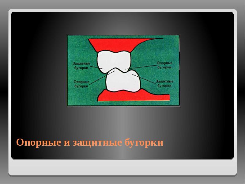 Опорные и защитные бугорки Опорные и защитные бугорки