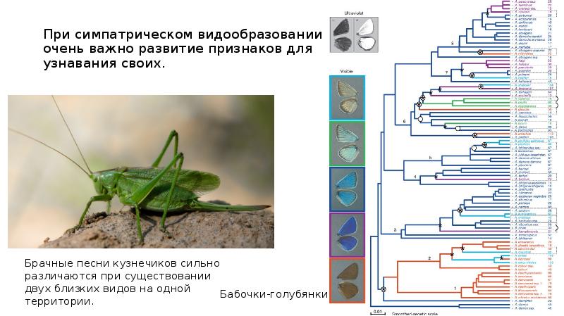 Какой способ видообразования изображен на рисунке судак обыкновенный