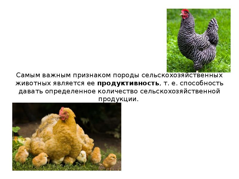 Основные признаки породы. Сколько живут курицы.