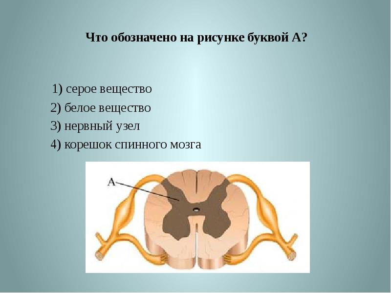 Серое и белое вещество спинного мозга картинка