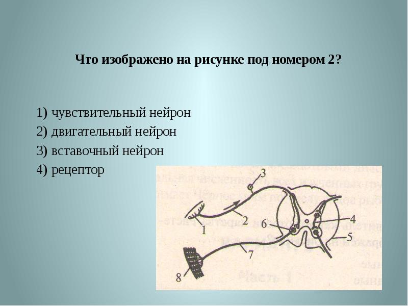 Нейрон схема вставочный