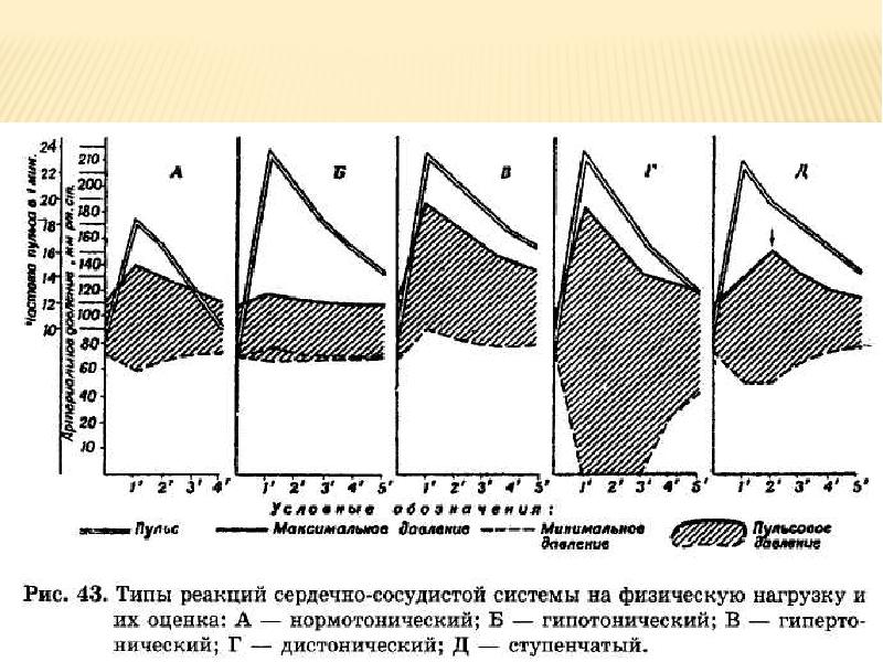 Реакция сердечно сосудистой системы на нагрузку. Типы реакций сердечно-сосудистой системы на функциональные пробы. Реакция ССС на физическую нагрузку. Нормотонический Тип реакции на физическую нагрузку.