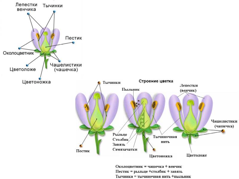 Тычинка цветка схема