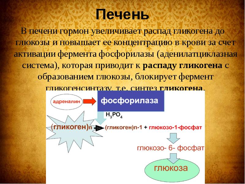 Гормоны печени