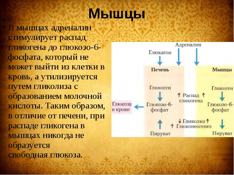 Презентация на тему адреналин