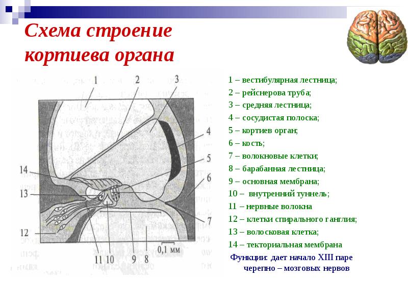 Кортиева органа схема