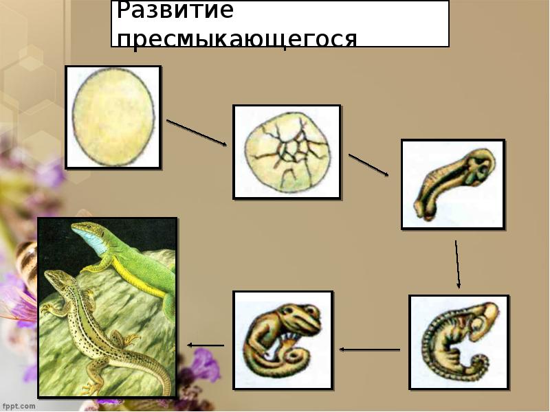 Онтогенез презентация пименов