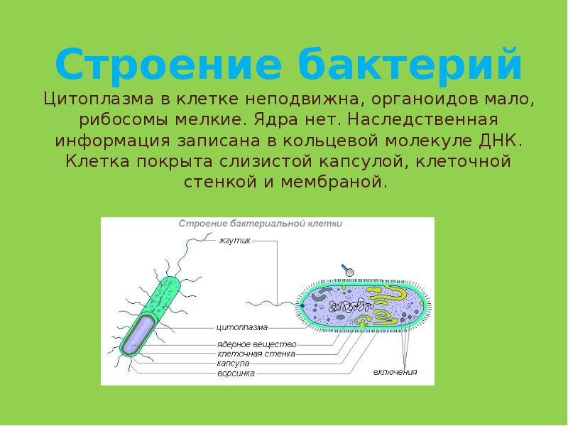 Строение и жизнедеятельность бактерий 5 класс презентация