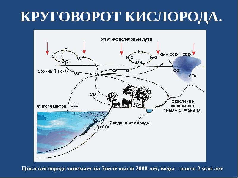 Схема круговорота кислорода в биосфере схема