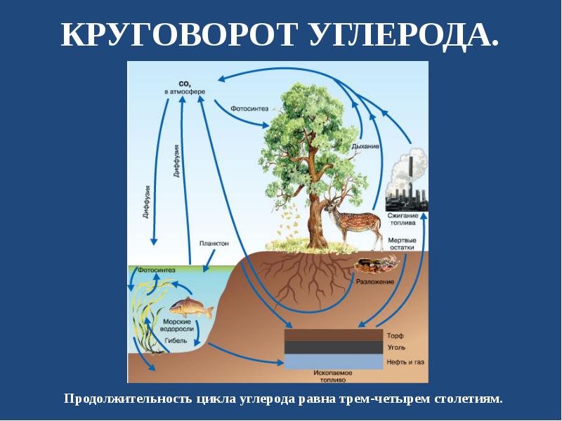 С Какими Круговоротами Вы Познакомились