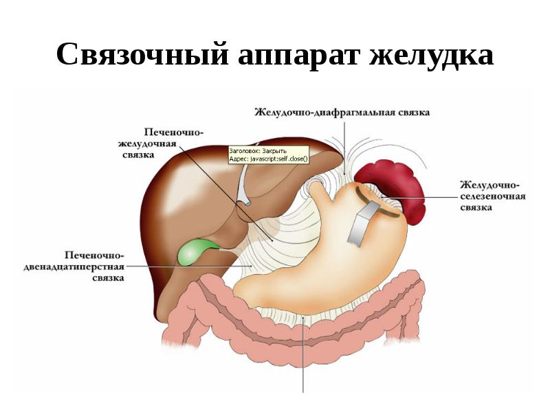 Топографическая анатомия желудка презентация