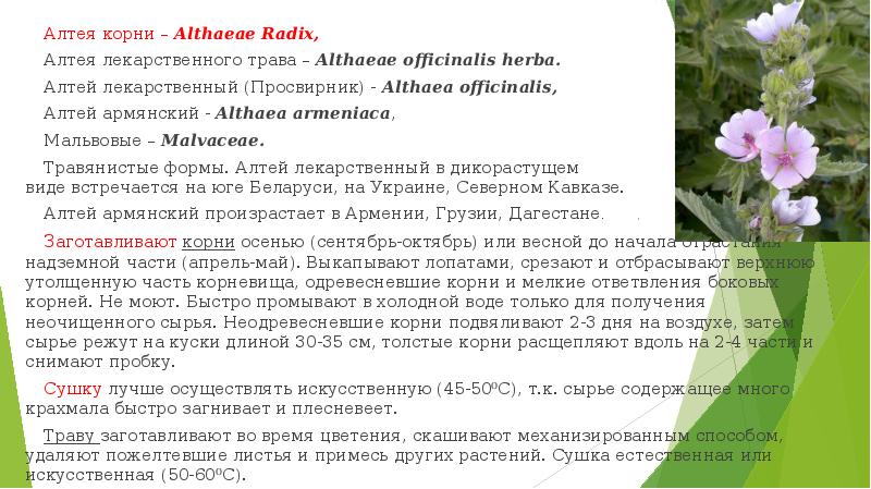 Алтей латынь. Althaeae Radices – Алтея корни. Алтей лекарственный. Алтей лекарственный (Althaea officinalis). Алтей лекарственный и армянский.