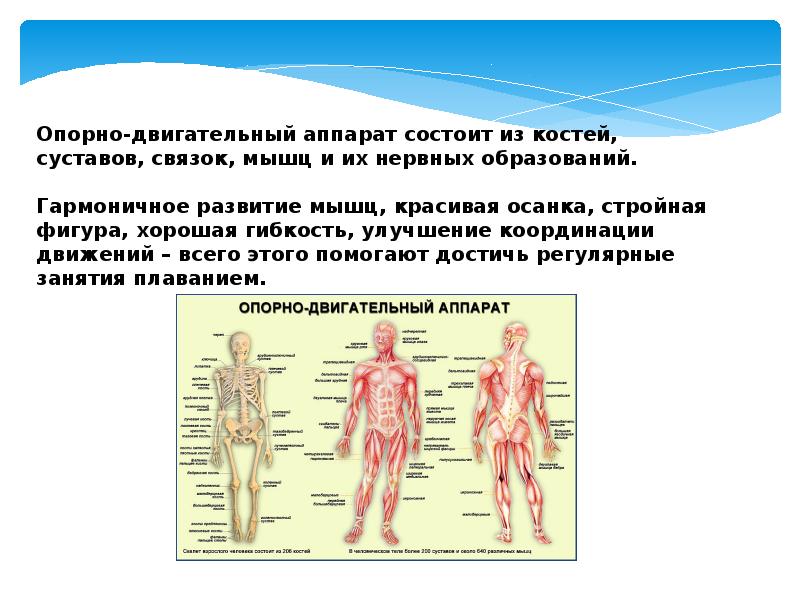 Опорно двигательный аппарат человека презентация