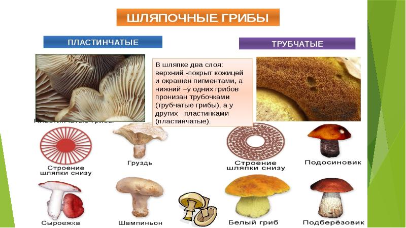 Шляпочные грибы биология 5