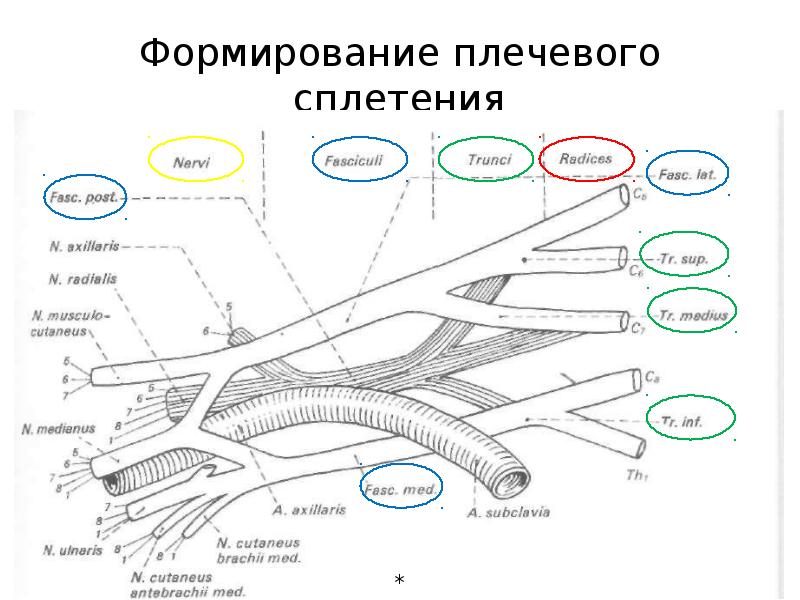 Пучки плечевого сплетения схема