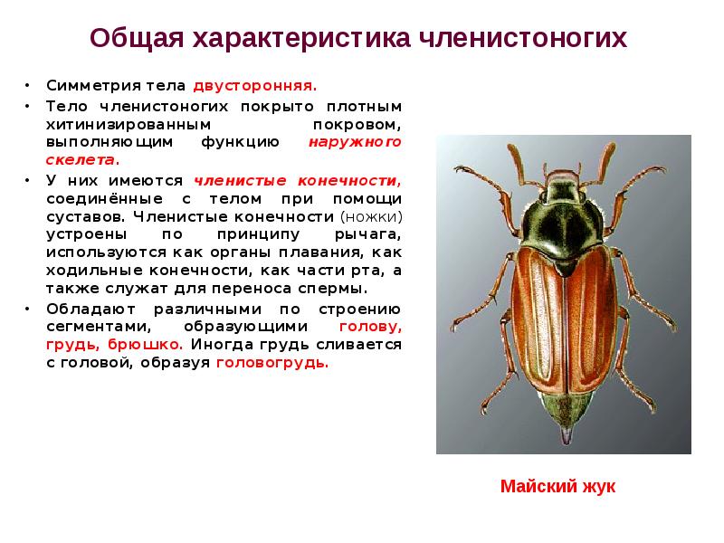 Какое значение имеет хитинизированный покров тела. Членистоногие 5 класс биология. Общая характеристика членистоногих. Тип Членистоногие класс насекомые. Тело членистоногих.