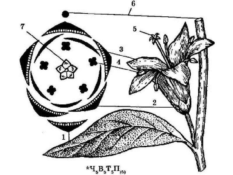 Схема цветка семейства пасленовых