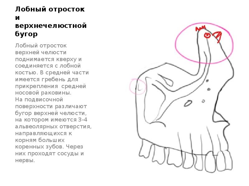 Верхней стенкой верхнечелюстной пазухи является верхней челюсти