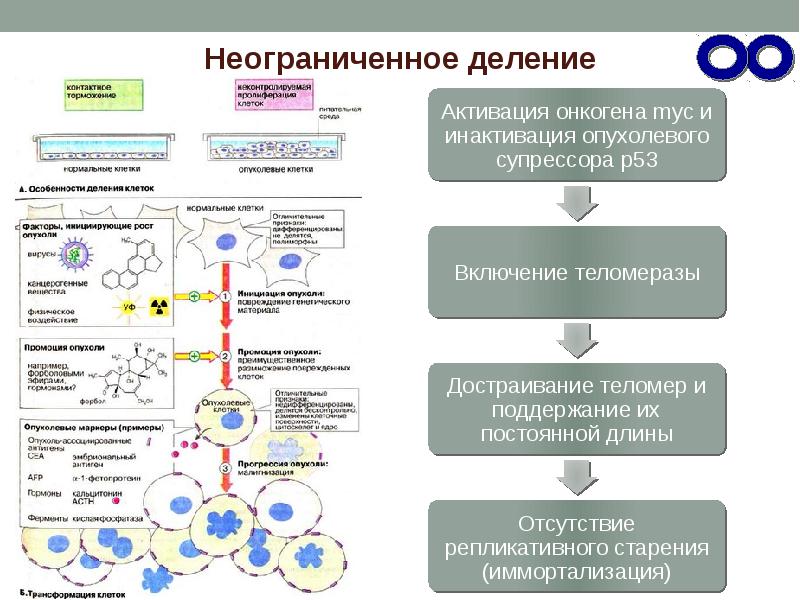 Патогенетическая схема химического механизма канцерогенеза