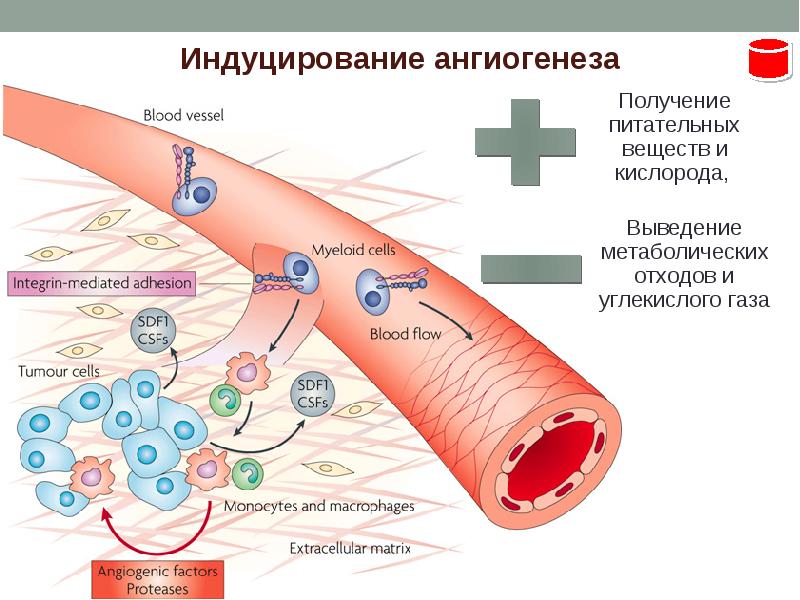 Индуцирование. Индуцирование ангиогенеза. Метаболическая регуляция ангиогенеза. Ангиогенез презентация. Индуцирование ангиогенеза в опухолях.