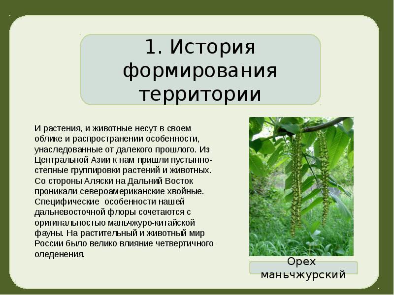 Презентация по географии 8 класс растительный и животный мир россии