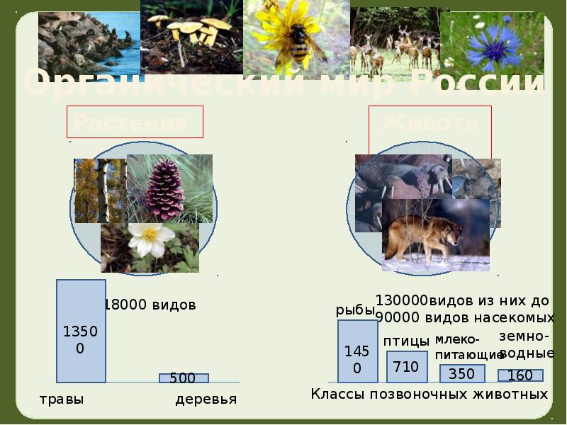 Презентация животный мир россии 8 класс география. Животный мир презентация 8 класс. Темы по географии растительный и животный. Презентация растительный и животный мир.