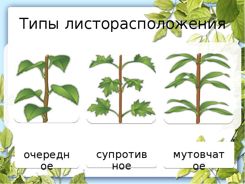 Типы листорасположения