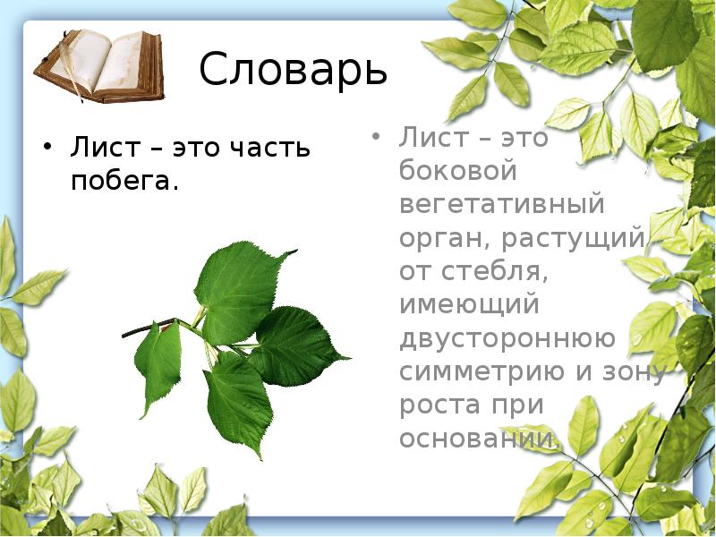 Лист это. Части листа. Лист часть побега. Что такое лист часть чего. Лист боковая часть побега.