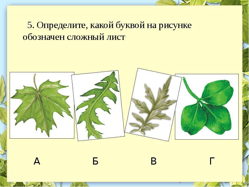 Рассмотрите рисунок выпишите цифры которыми обозначены простые листья и сложные листья