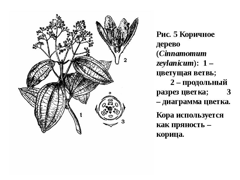 Презентация семейство лимонниковые