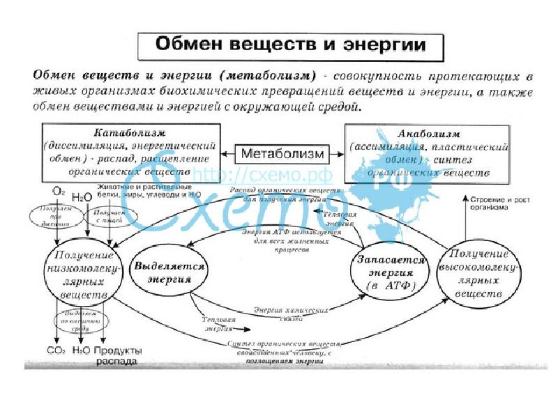 Обмен веществ адаптация