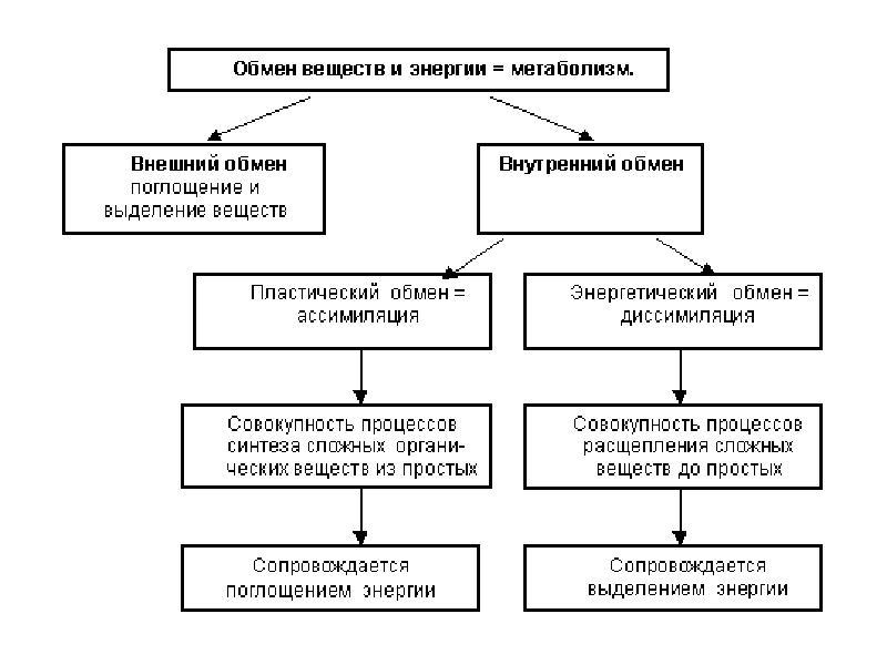 Схема обмена веществ человека - 93 фото