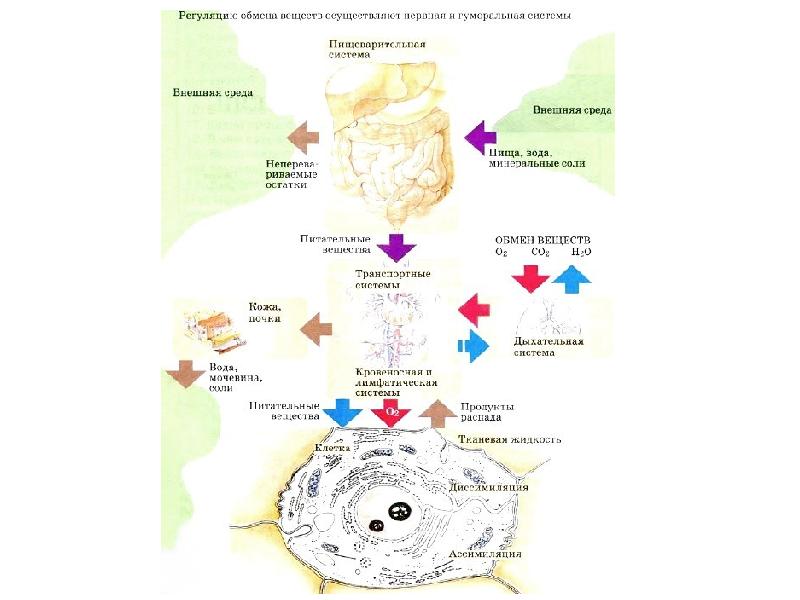 Пластический и энергетический обмен сходства. Энергетический обмен 8 класс. Пластический обмен веществ и энергетический обмен веществ. Пластический обмен веществ схема.